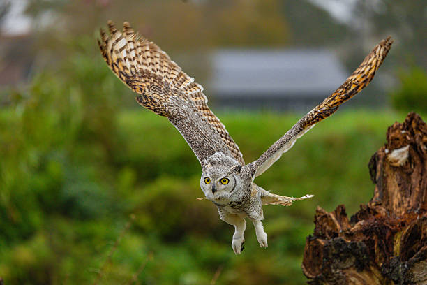 istock Great Horned Owl Perched in the Wild 2239344099