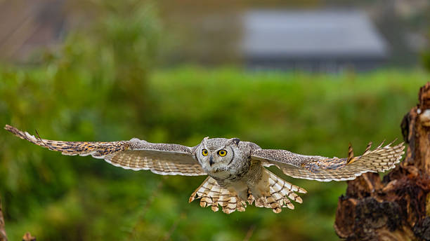 istock Great Horned Owl Perched in the Wild 2239344101