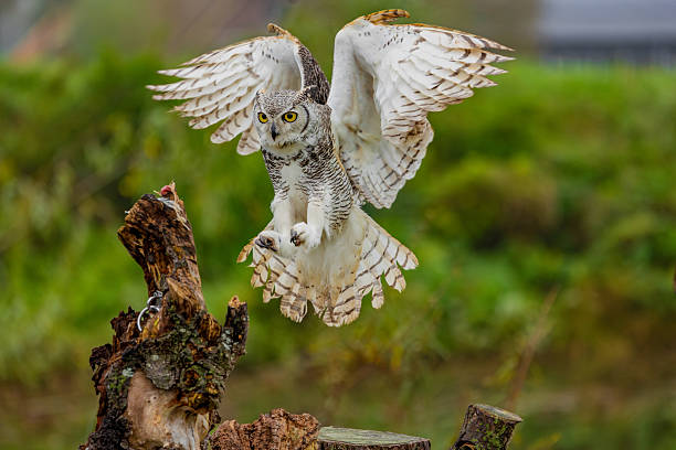 istock Great Horned Owl Perched in the Wild 2239344122