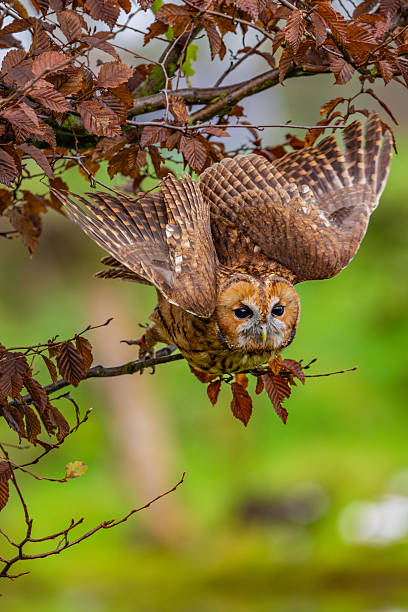 istock Little Owl on the Hunt 2239344355