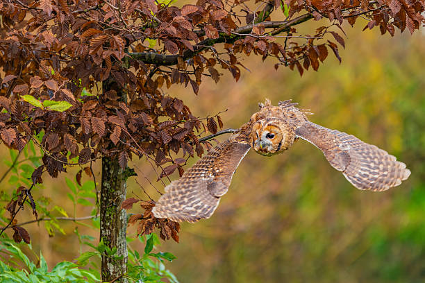 istock Little Owl on the Hunt 2239344365