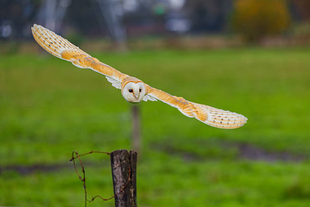 Barn owl