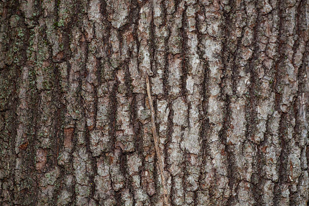 Detailed shot of tree bark, showcasing its intricate patterns and rugged surface. The bark's texture is highlighted, revealing the tree's age and resilience.