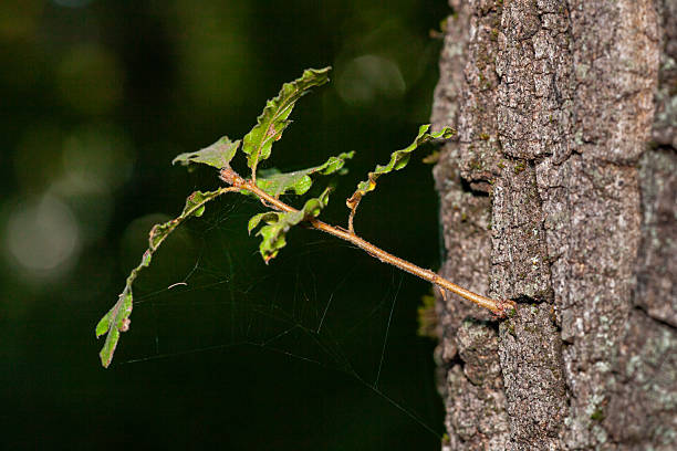 Close-up shot of a tree branch with green leaves and a spiderweb, set against the textured bark of a tree trunk, with a blurred background.