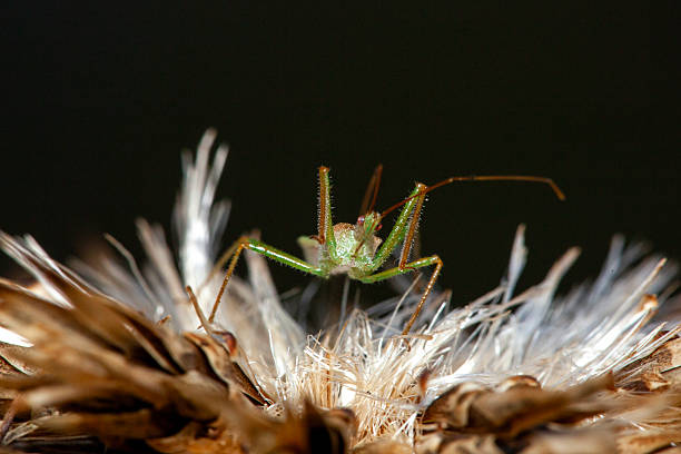 A macro shot of a wheel bug walking on a surface with a blurry background in black and white