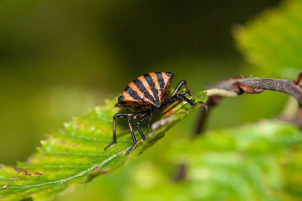 A close-up shot showcases a striking striped shield bug, its orange and black pattern standing out against the green foliage.