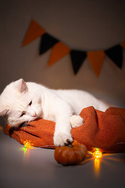 istock White Cat Lying on an Orange Pillow Near a Halloween Pumpkin 2239347569