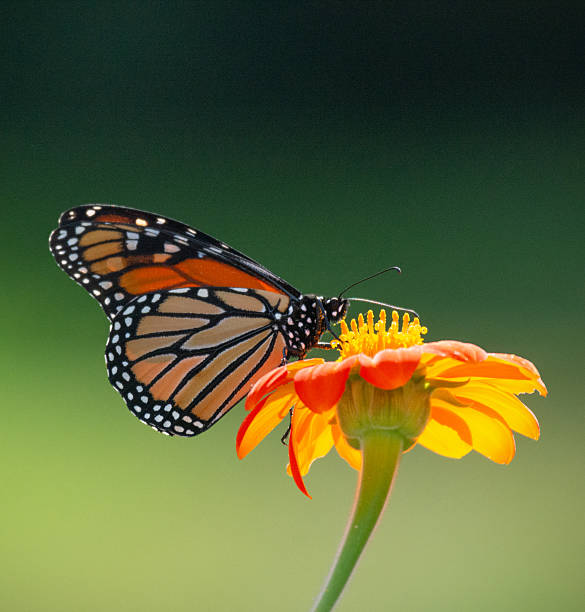 Monarch Butterfly, Forest Hill, Toronto