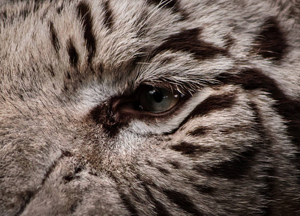 A captivating Sumatran tiger (Panthera tigris sumatrae) roaming through dense wilderness. The image captures the elegance and power of this endangered predator, showcasing its alert and vigilant demeanor in its natural habitat. Perfect for nature and wildlife enthusiasts or projects advocating for the protection of endangered species
