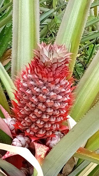 istock bright red young pineapple shoots amidst long green leaves. 2239350308