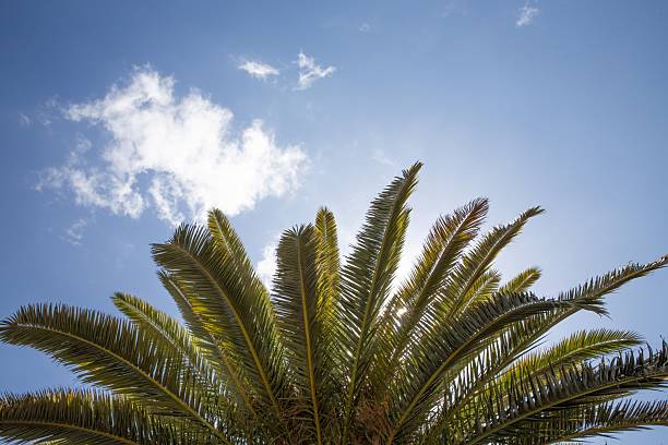istock Palm tree leaves against blue sky with sun and clouds 2239351874