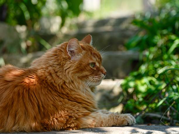 Ginger cat lying in the shadow outdoors