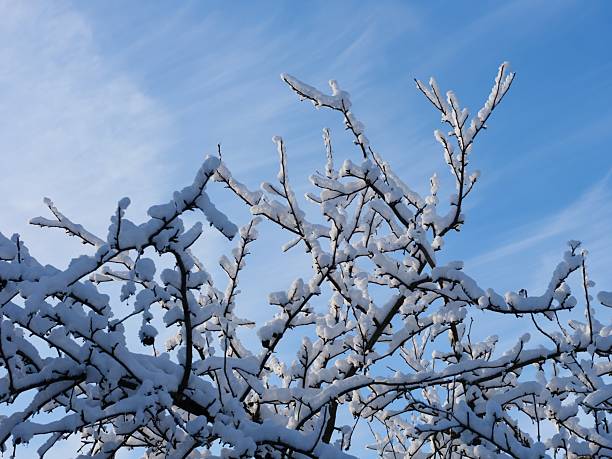 Frozen Apples On The Apple Tree