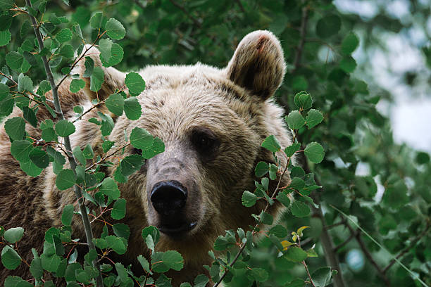 A brown bear is seen peeking through dense green foliage in its natural habitat near Nemrut Mountain, Bitlis, Turkey. This close-up moment captures the beauty and curiosity of wildlife, emphasizing the importance of preserving natural habitats and understanding animal behavior in the wild.