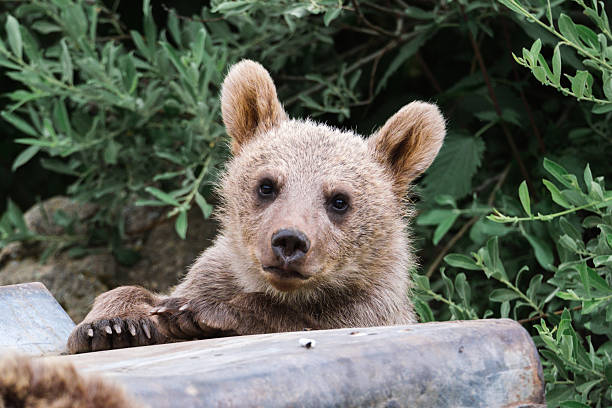Braun Bär