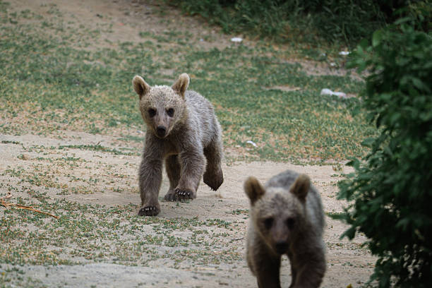 three bear cubs in an evergreen tree. Finland.