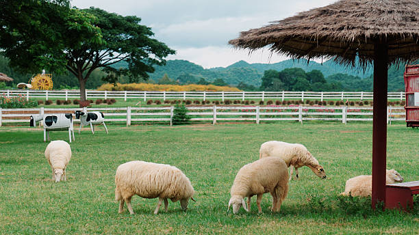 Sheep are feeding on grass within the farm's open field.
