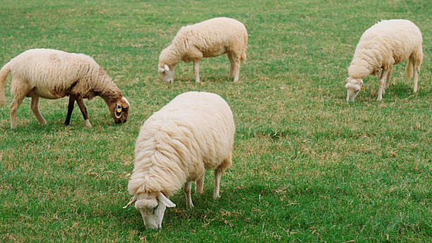 Sheep on a dike at the North sea