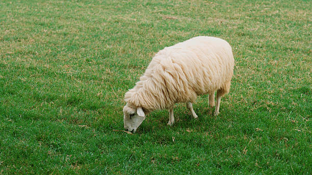sheep on the meadow eating a grass