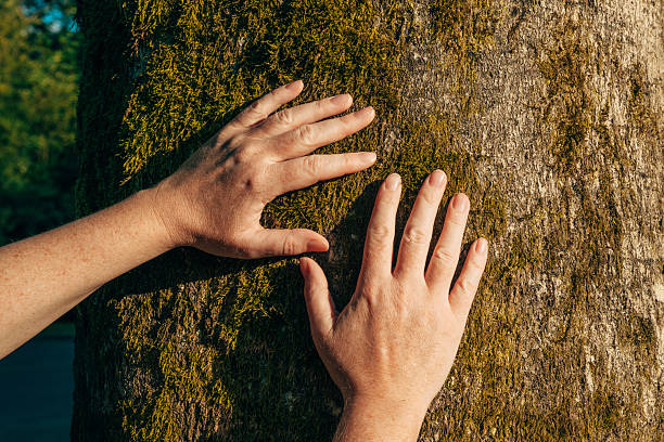 istock Female environmentalist gently touching moss covered tree trunk in forest, nature conservation concept. 2239357044