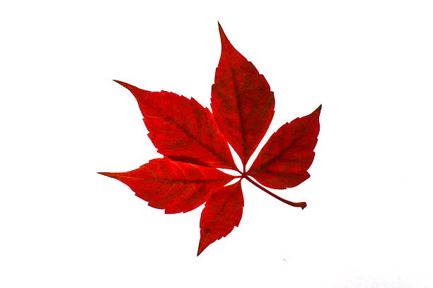 Autumn Dry Red Maple leaves, Isolated on White Background, and equipped with precise Clipping Paths, the excellent choice for implementation in various CG design projects. 