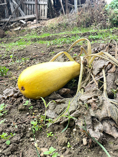 Yellow Winter Squash on Earthy Ground Farm-to-Table Concept