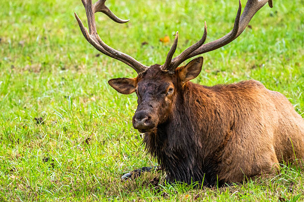 istock A bull elk sitting in a grassy field 2239360858