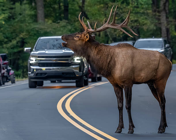 istock A bull elk crossing a road 2239360912