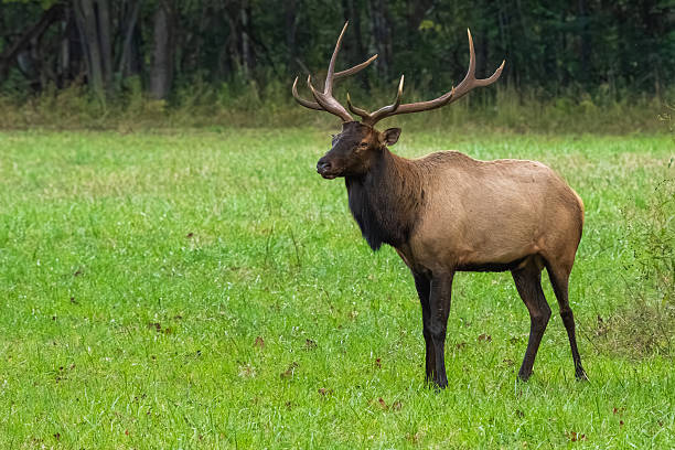 istock A large bull elk standing in a field 2239361226