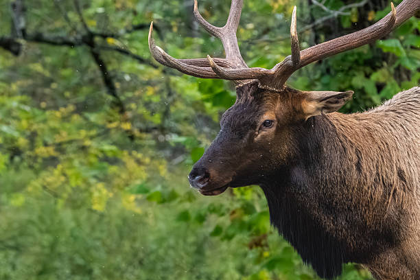 A large bull elk standing in a field