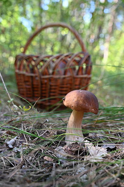 Wild edible mushrooms growing among soft green moss in forest. Autumn foraging and organic food concept, natural and sustainable lifestyle background.