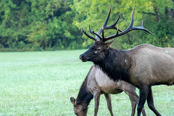istock A large bull elk standing in a field 2239363273