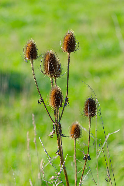 istock Dried Thistle Seed Heads in Green Field 2239363576