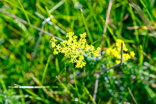 A cluster of small yellow flowers blooms in vibrant green grass, with a shallow depth of field creating a soft, blurred background.