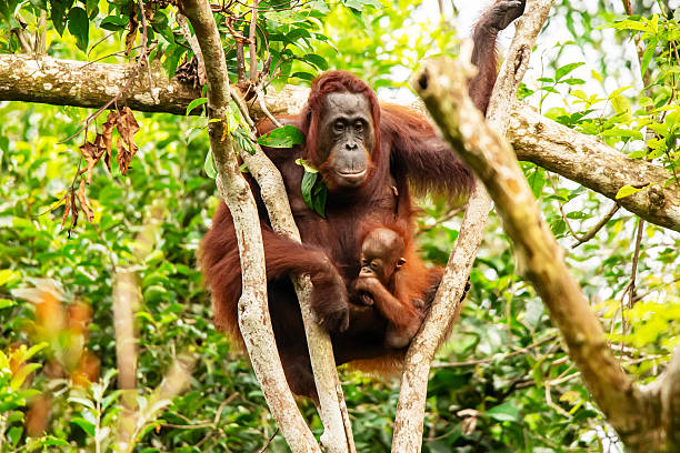 Female Borneon orangutan Pongo pygmaeus with her child on a tree. Tanjung Puting National park, Indonesia