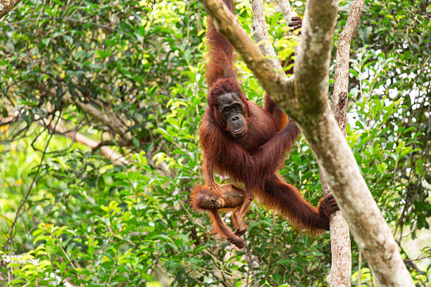 istock Female Borneon orangutan Pongo pygmaeus with her child on a tree. Tanjung Puting National park, Indonesia 2239363750