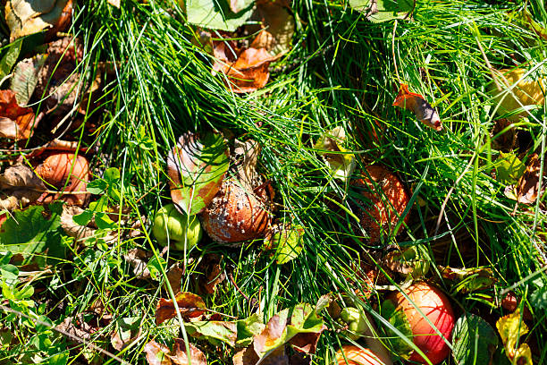A top-down view of fallen apples and leaves on a grassy ground.