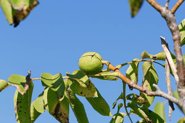 istock Green Walnut on Tree Branch Against Blue Sky 2239364286