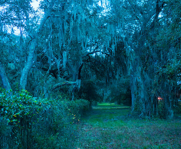 istock Louisiana's gloomy trees at dusk 2239366252