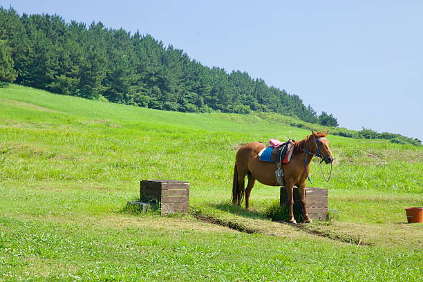 A beautiful bay horse gallops in the arena