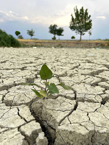 istock withdrawal of water due to drought, desertification, climate change, cracked soil texture. 2239366765