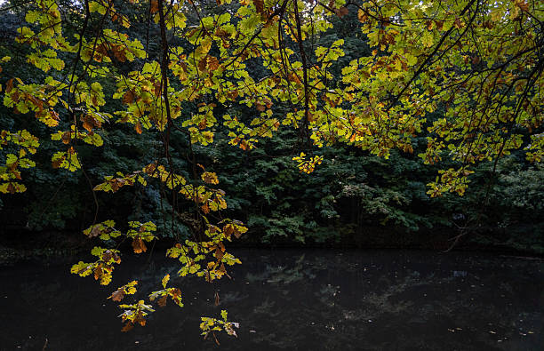A tree with leaves that are yellow and brown. The tree is surrounded by a forest