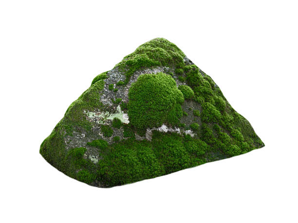 istock stone overgrown with moss isolated on white background 2239370821