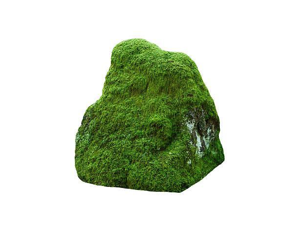 istock stone overgrown with moss isolated on white background 2239370830