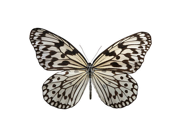 butterfly Idea leuconoe obscura isolated on white background