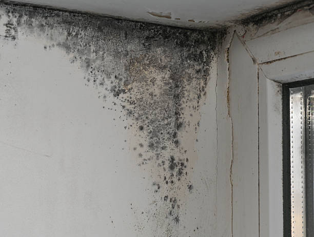 istock Mold growth on wall and window corner, spreading from damp areas. 2239372366