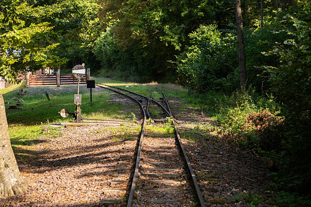 A set of narrow-gauge railway tracks curves gently through a green forest under warm sunlight. The scene captures a peaceful rural railway environment with natural overgrowth and soft afternoon light.