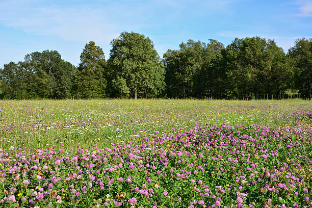 istock Flowering meadow full of clovers with trees under a blue sky 2239372841
