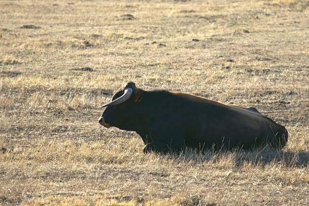 Tagus River National Park - Bull