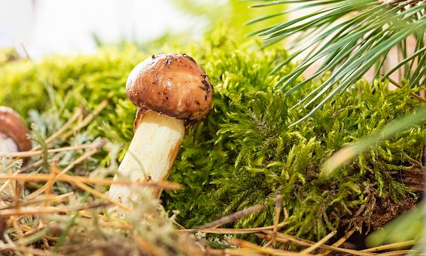 istock Macro view of slippery jack mushrooms on forest ground with pine needles 2239375094